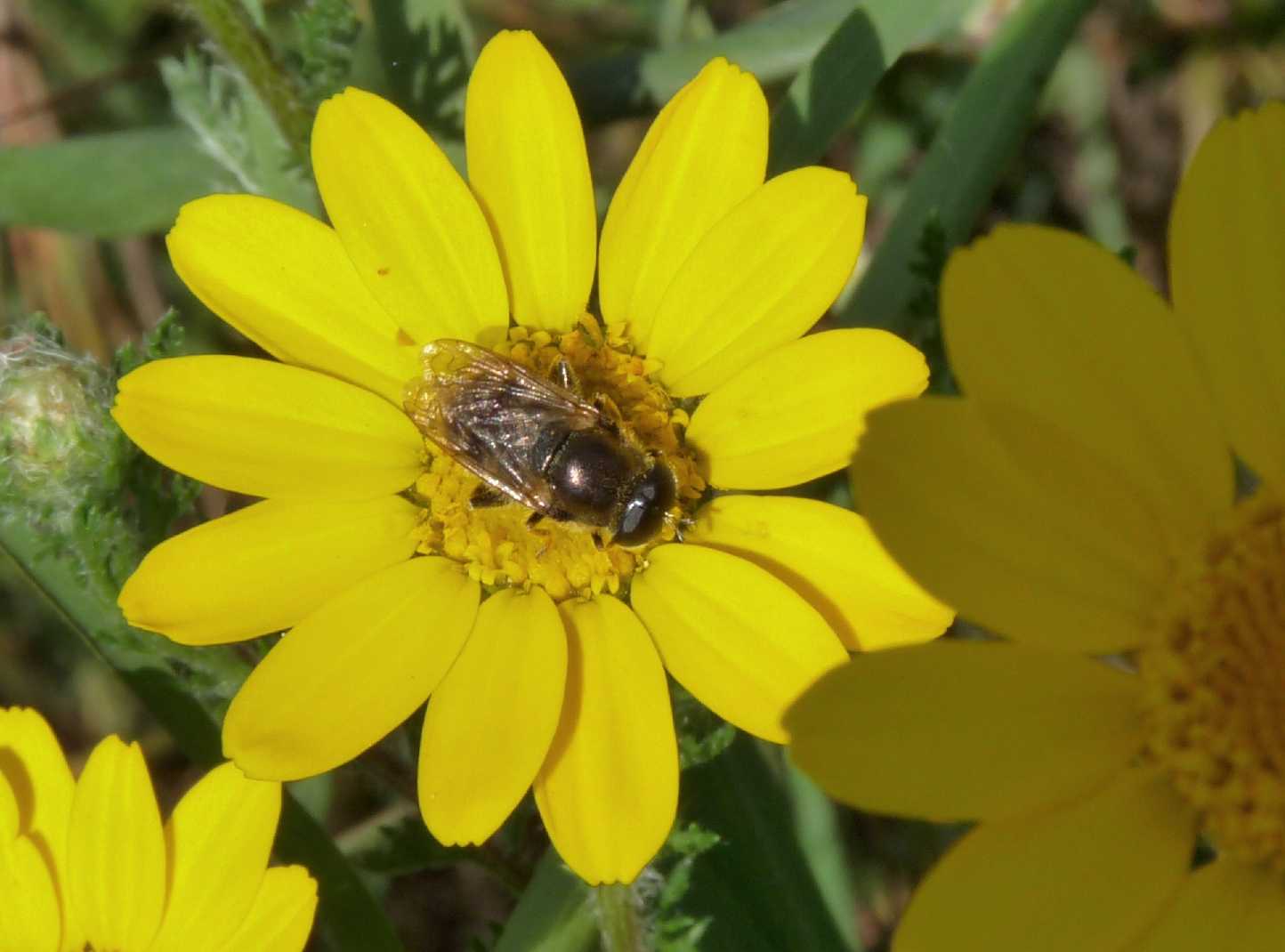 Syrphidae da determinare